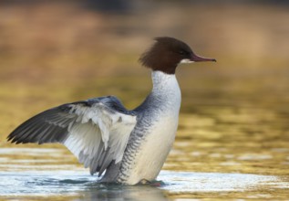 Common Merganser (Mergus merganser) female, Mecklenburg-Western Pomerania, Germany