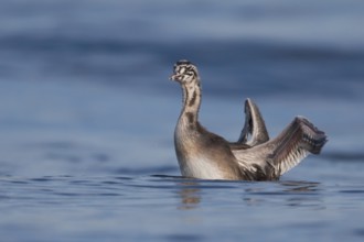 Great Crested Grebe (Podiceps cristatus) juvenile, Zurich, Switzerland
