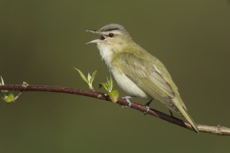 Red-eyed Vireo (Vireo olivaceus) singing, New York, USA