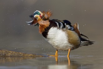 Mandarin Duck (Aix galericulata) male, Baden-Wuerttemberg, Germany