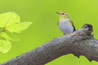 Wood Warbler (Phylloscopus sibilatrix), Rhineland-Palatinate, Germany