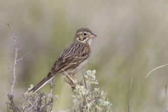 Vesper Sparrow (Pooecetes gramineus), Montana, USA