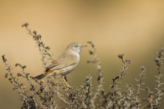 Asian Desert Warbler (Sylvia nana), Oman