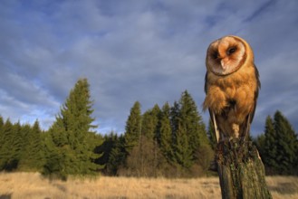 Barn owl sitting on the tree stump in forest at the evening - photo with wide lens including