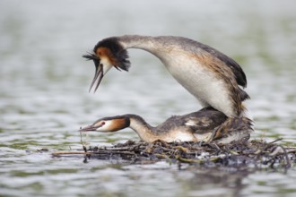 Great Crested Grebe (Podiceps cristatus) pair mating, Lower Saxony, Germany