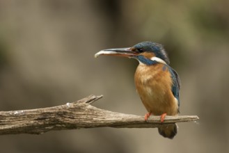 Ijsvogel vrouw met vangst voor jongen, Kingfisher with catch for juvenile