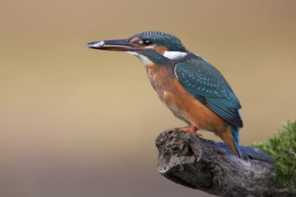 Common Kingfisher (Alcedo atthis) juvenile, Saxony-Anhalt, Germany