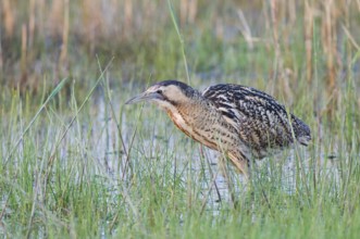 Rohrdommel (Botaurus stellaris) Eurasian Bittern