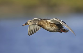 Mallard (Anas platyrhynchos) female flying, British Columbia, Canada