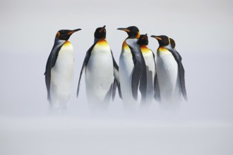 Group of penguin. Group of six King penguins, Aptenodytes patagonicus, going from white snow to sea