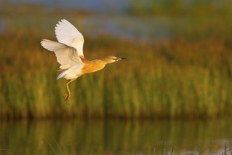 Squacco Heron (Ardeola ralloides) flying, Greece