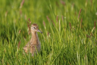 Black-tailed Godwit (Limosa limosa) juvenile, Netherlands