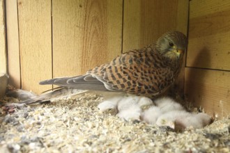 Common Kestrel (Falco tinnunculus) female and chicks in nest box, Lower Saxony, Germany