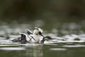 Smew (Mergellus albellus) pair mating, North Rhine-Westphalia, Germany