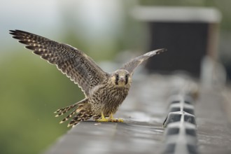 Peregrine Falcon (Falco peregrinus) young male, North Rhine-Westphalia, Germany