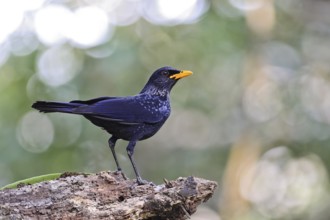 Blue Whistling Thrush (Myophonus caeruleus), Khao Yai National Park, Thailand