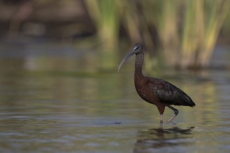Glossy Ibis (Plegadis falcinellus) foraging in shallow water, Nechisar National Park, Ethiopia