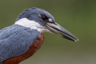 Ringed Kingfisher (Megaceryle torquata) perched on a branch in the Pantanal region of Brazil