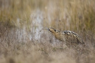 Eurasian Bittern (Botaurus stellaris) foraging, Burgenland, Austria