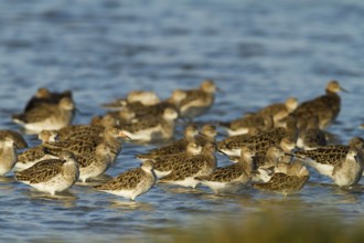 Ruff (Calidris pugnax), Oman