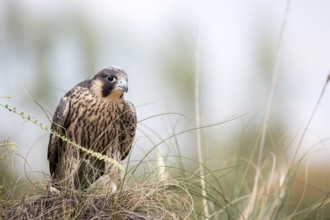 Peregrine Falcon (Falco peregrinus) juvenile, Madrid, Spain