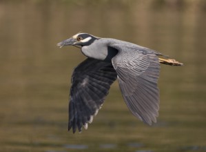 Yellow-crowned Night Heron (Nyctanassa violacea) male flying, Florida, USA
