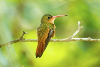 Cinnamon Hummingbird Amazilia rutila El Tuito, Jalisco, Mexico 12 June Adult Trochilidae