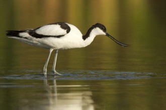 Pied Avocet (Recurvirostra avosetta), Castile-La Mancha, Spain