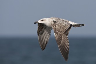 Great Black-backed Gull (Larus marinus) juvenile flying, North Sea, Germany