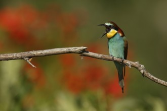 European Bee-eater (Merops apiaster) regurgitating pellet, Piedmont, Italy