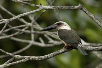 Great-billed Kingfisher (Pelargopsis melanorhyncha) perched on a branch, North Sulawesi, Indonesia