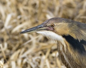 American Bittern, Botaurus lentiginosus, displaying at a pond in Saskatoon, Saskatchewan
