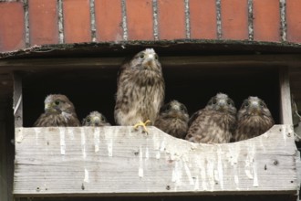 Common Kestrel (Falco tinnunculus) juvenile, Lower Saxony, Germany