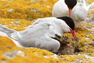 Arctic Tern (Sterna paradisaea) pair feeds chick, Farne Islands, United Kingdom