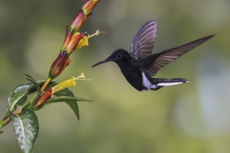 Black Jacobin (Florisuga fusca) flying and feeding at a flower in the Atlantic rainforest of