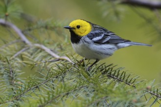 Hermit Warbler (Setophaga occidentalis) perched on a branch in Washington State, USA