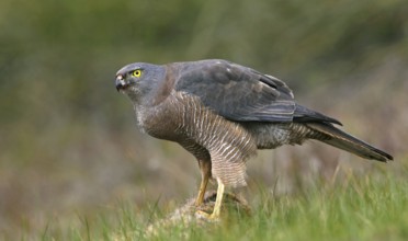 Brown Goshawk (Accipiter fasciatus), Victoria, Australia