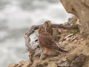 Common Kestrel (Falco tinnunculus), Ibiza, Spain
