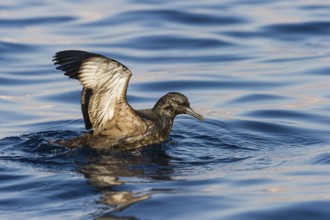 Sooty Shearwater (Ardenna grisea), Eilat, Israel
