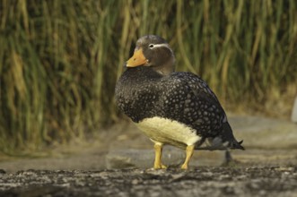 Flying Steamer Duck (Tachyeres patachonicus), Falkland Islands