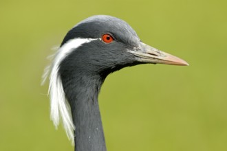 Jungfernkranich (Anthropoides virgo), Portrait, captive, Zoo/Gehege, NRW, Deutschland