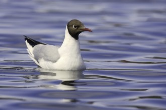 Black-headed Gull (Chroicocephalus ridibundus), Iceland