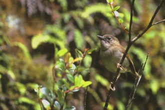 Puaiohi, Small Kauai Thrush, Myadestes palmeri, endangered