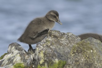 Common Eider (Somateria mollissima) juvenile, Bornholm, Denmark