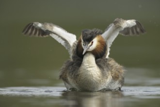 Great Crested Grebe (Podiceps cristatus), North Rhine-Westphalia, Germany