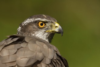 Northern Goshawk (Accipiter gentilis), Utrecht, Netherlands