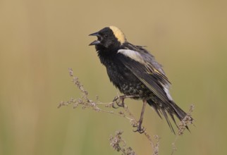 USA, North Dakota, May