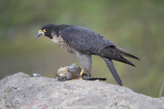 Peregrine Falcon (Falco peregrinus) female, Saxony, Germany