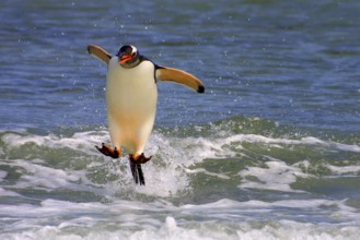 Gentoo Penguin (Pygoscelis papua), Falkland Islands