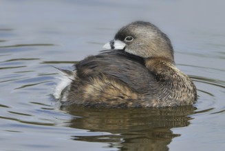 Pied-billed Grebe (Podilymbus podiceps), Texas, USA